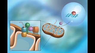 Mitochondrial Involvement in the Molecular Mechanisms of IschemiaReperfusion Injury in the Heart [upl. by Masry476]