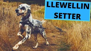 Llewellin Setter  TOP 10 Interesting Facts [upl. by Arateehc606]