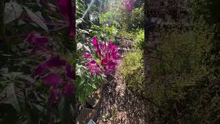 So many bees on the cleome spider flower this morning 🐝💛 [upl. by Loveridge894]