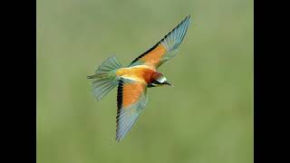 أفضل صوت لصيد الورور  مجرّب Bee Eater Call Sound For Hunting [upl. by Sergu]