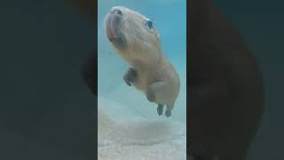 Capybara Pup Swim Lessons sandiegozoo [upl. by Ariayek]