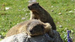 Auf MURMELTIERPirsch mit Günter Nohl in Tirol [upl. by Vitale448]