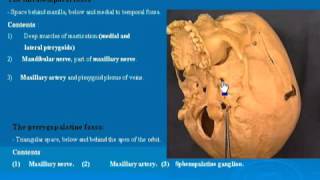 31 Infratemporal amp Pterygopalatine fossa تشريح أحمد كمال [upl. by Adrial381]