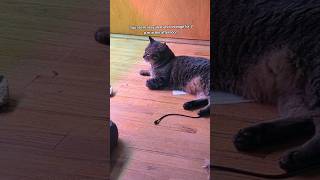 He senses a disturbance in the Force cats catvideos catshorts catcontent [upl. by Owain704]