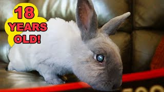 Meet the Worlds Oldest Rabbit 18 Years and Still Hoppin 😱😱 [upl. by Corrianne]