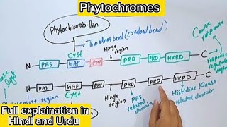 Phytochromes in plantsStructureGenesPhotosensory biologyPlant physiology [upl. by Gnim]