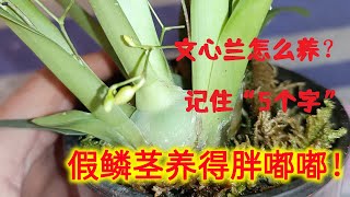 文心兰怎么养？记住“5个字”，假鳞茎养得胖嘟嘟，年年开花！（阿涛养花115期）Oncidium hybridum！ [upl. by Rhody889]