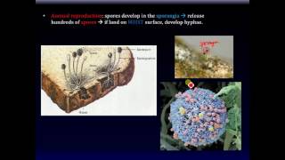 Chap 20 video  Biology Rhizopus stolonifer Zygomycota bread mold [upl. by Lesna]