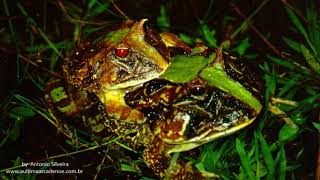 Horned Frog Ceratophrys aurita in amplexus Ubatuba SP Brazil jan 1992 Antonio Silveira [upl. by Lachus]