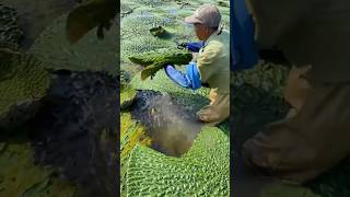 Water Caltrop Harvest：Nature’s Gift🎁🌱 working food [upl. by Ebocaj]