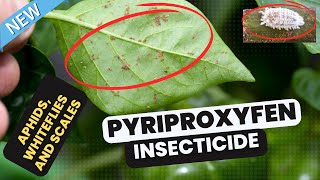 Pyriproxyfen Insecticide Best Pest Control for Agriculture and Public Health aphids whiteflies [upl. by Niletac]