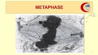 MED LEVEL1 MBG Mitosis amp Karyotyping 2 [upl. by Crockett]