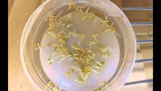 Medicago truncatula Seed Germination [upl. by Tivad]