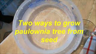 How to grow paulownia tree from seed [upl. by Luckett]