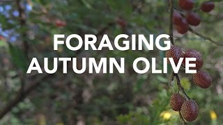 Foraging Autumn Olive with Adam Haritan Learn Your Land [upl. by Buffy]