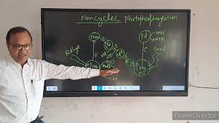 noncyclic photophosphorylation [upl. by Eneg]