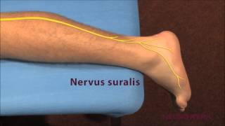 Sensible Neurographie  Suralis [upl. by Gelman]