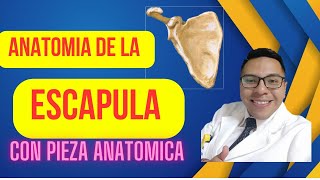 ANATOMIA DE LA ESCAPULA CON PIEZA ANATOMICA [upl. by Penland161]