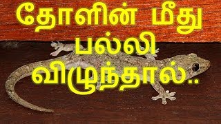 தோளின் மீது பல்லி விழுந்தால் [upl. by Ecirtak]