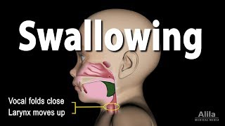 Mechanism of Swallowing Animation in Child model [upl. by Sutsuj]