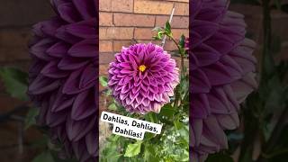 gardening garden dahlias dahliacollections plants houseplants horticulture horticulturelife [upl. by Pas]