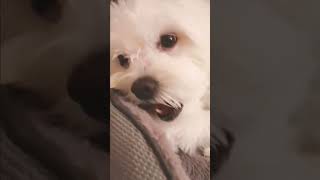 I like my minties dental treats before sleep shortvideo puppy goodnight pets funnydogvideos [upl. by Lanta650]