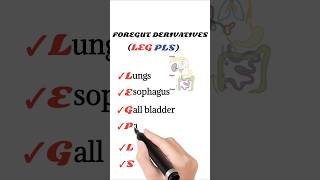 foregut derivatives mnemonic [upl. by Kosak]