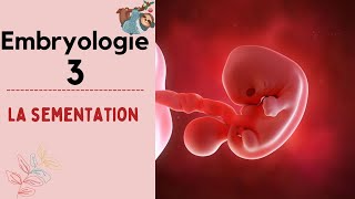 Embryologie  La Segmentation   2020  شرح بالدارجة [upl. by Munmro]