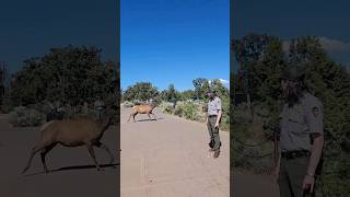 elk deer running from people [upl. by Ailedroc]