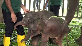 Amazing Lovable Twin baby Elephant birth first recorded in an elephant orphanage home [upl. by Lunt497]