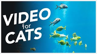 Video For Cats 🐠  Underwater Diving with Fishes Entertainment for Cats 📺 [upl. by Nivalc]