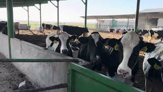 Holstein heifers farmer cow dairyfarm farming dairy farm cowcomfort [upl. by Elfie]