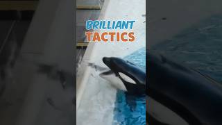 This Orca is SO smart 😲❗ [upl. by Issie139]