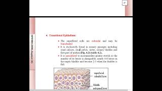 Epithelium Revision 1 [upl. by Louise338]