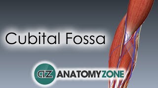 Cubital Fossa  3D Anatomy Tutorial [upl. by Gnoix881]