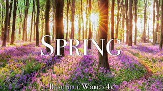 Amazing Colors of Spring 4K Nature Relaxation Film  Relaxing Piano Music  Natural Landscape [upl. by Mirisola]