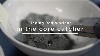 Finding radiolarians in the core catcher [upl. by Dahaf]