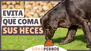 ¿Tu perro se COME sus HECES Evita la COPROFAGIA [upl. by Hettie]