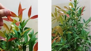 Welcome My 2 New Plants in My Tropical Garden  Photinia Plant  Fancy Bamboo [upl. by Calypso]