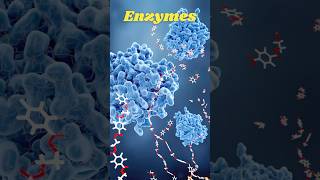 How Enzymes Speed Up Reactions  Quick Science Facts [upl. by Ramsden]