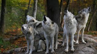 Wolves Howling Closely in Quesnel BC [upl. by Wistrup]