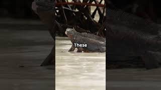 Why Prehistoric Crocs Couldnt Dive Deep facts [upl. by Edaw607]