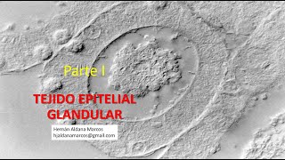 Tejido epitelial glandular Parte 1 Hernán Aldana Marcos [upl. by Athalee]