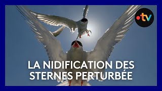 La nidification des sternes perturbée par le niveau trop élévée de la Loire [upl. by Pinto]