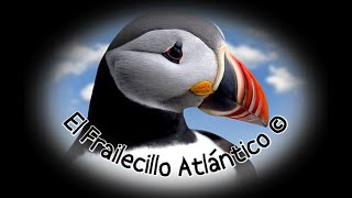 🕊️ El Frailecillo Atlántico 🕊️ [upl. by Birchard]