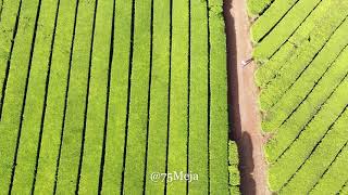 Kericho Tea Plantations Kenya  4K Drone [upl. by Van]