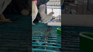 Murgi ne live andaa de diya 😱😱🤯🤯 Chicken gives live egg 🥚  Talha Ali Vlogs [upl. by Nonnek]