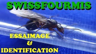 Fourmis  ESSAIMAGE amp IDENTIFICATION [upl. by Leinaj729]