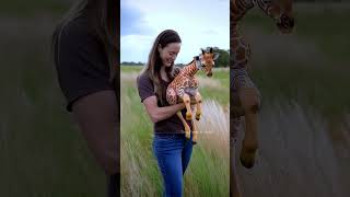 Family Reunites Baby Giraffe with Its Mother in Heartwarming Scene trending giraffe rescue help [upl. by Cates]