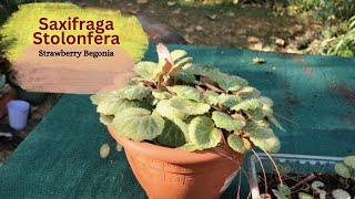 Saxifraga Stolonfera  Strawberry Begonia Propagation of the plantlets and by Plant Division [upl. by Autrey455]